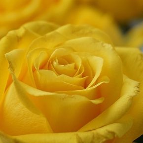 Róża WIELOKWIATOWA Żółta