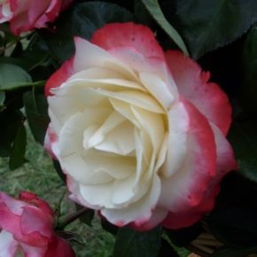 Róża WIELOKWIATOWA Kremowo- Czerwona