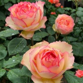 Róża WIELOKWIATOWA Pomarańczowo- Kremowa