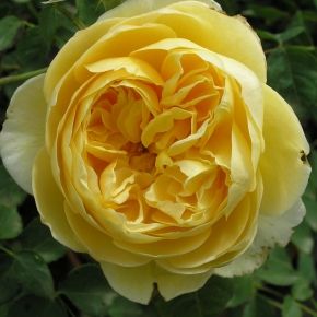 Róża WIELOKWIATOWA Angielska Żółta