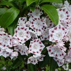 Kalmia szerokolistna RADIATA