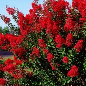 Lagerstroemia indyjska  RED IMPERATOR