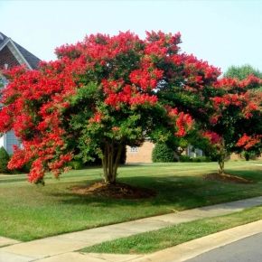 Lagerstroemia indyjska DYNAMITE