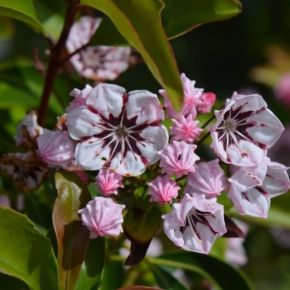 Kalmia szerokolistna  PEPPERMINT