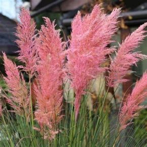 Trawa pampasowa PINK FEATHER