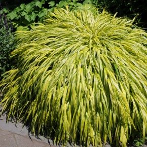 Hakonechloa smukła AUREOLA