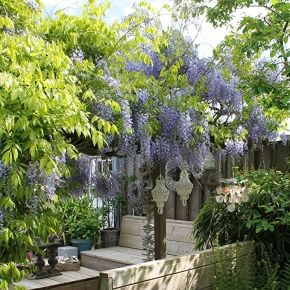 Wisteria Glicynia chińska CAROLINE