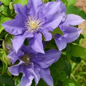 Powojnik -Clematis OLYMPIA