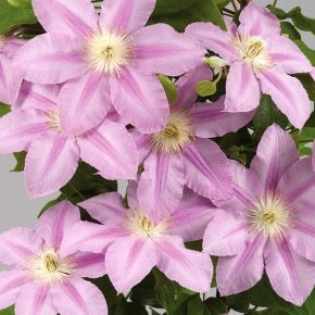 Powojnik -Clematis POMPEII