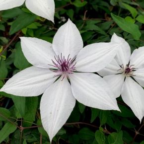 Powojnik- Clematis TSUKIKO