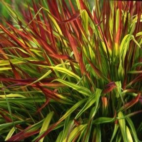 Hakonechloa macra MULLED WINE