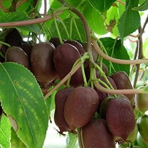 Kiwi KEN s RED