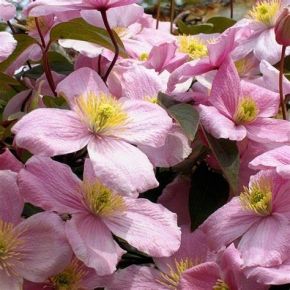 Powojnik- Clematis MONTANA RUBENS