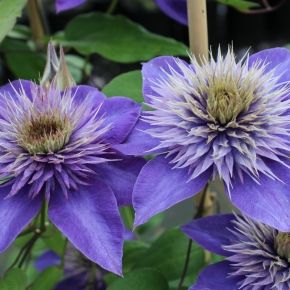 Powojnik - Clematis MULTI BLUE