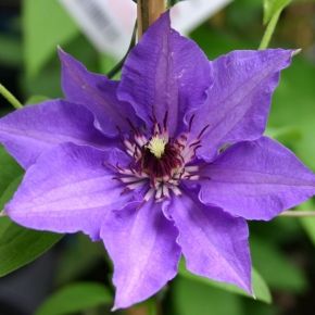 Powojnik - Clematis KONIGSKIND