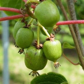 Mini Kiwi  'GENEVA' 