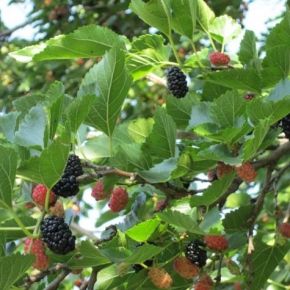 Morwa jadalna SEEDLESS