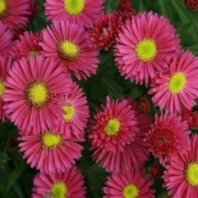 Aster krzaczasty ISLAND BAHAMAS 