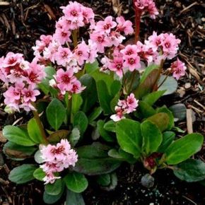 Bergenia PINK DRAGONFLY