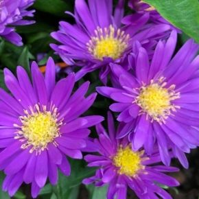 Aster krzaczasty ISLAND SAMOA