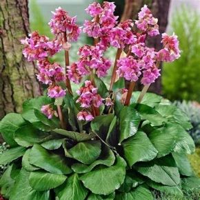 Bergenia SERCOLISTNA