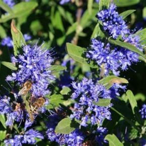 Barbula klandońska KEW BLUE- miododajna