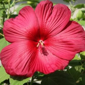 Hibiskus bylinowy JEAN RED