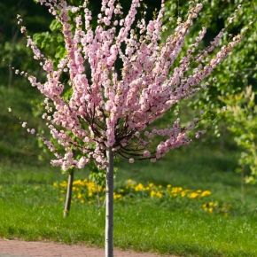 MIGDAŁEK trójklapowy na pniu 100 cm DONICA