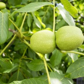 Orzech włoski JACEK GRUNT 