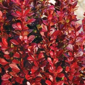 Berberys Thunberga RED TOWER