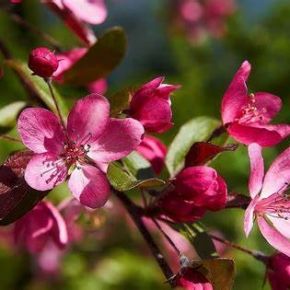 Jabłoń ozdobna CHEAL s WEEPING 