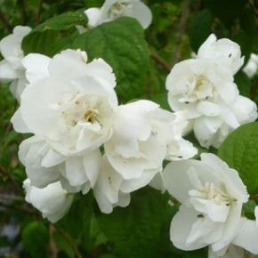 Jaśminowiec VIRGINAL