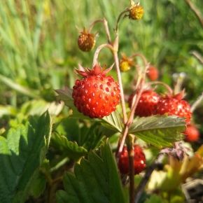 Poziomka pospolita RUGIA