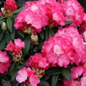 Różanecznik FANTASTICA