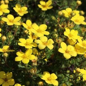 Pięciornik krzewiesty GOLDTEPPICH