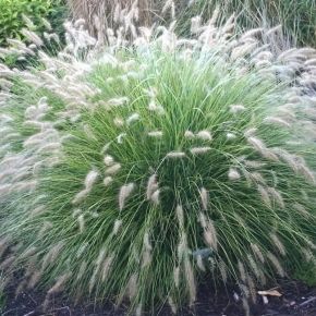 Rozplenica japońska LITTLE BUNNY