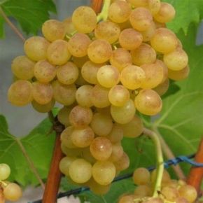 Winogrono KISZMISZ 342 bezpestkowe