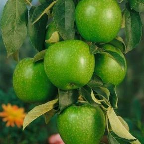 Jabłoń GRANNY SMITH