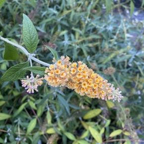 Budleja Weyera SUNGOLD