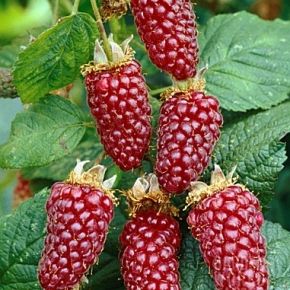 Malino-jeżyna TAYBERRY