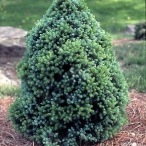 Świerk biały SANDER s BLUE