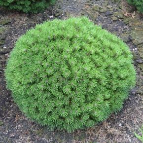 Sosna kosodrzewina BENJAMIN C5