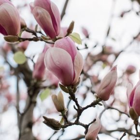 Magnolia ROUGED ALABASTER