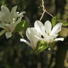 Magnolia Soulange ALBA SUPERBA