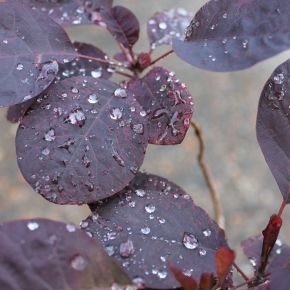 Perukowiec podolski ROYAL PURPLE 40-50 cm 