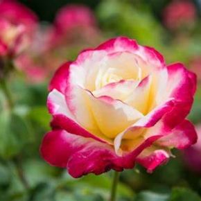 Róża wielokwiatowa DOUBLE DELIGHT