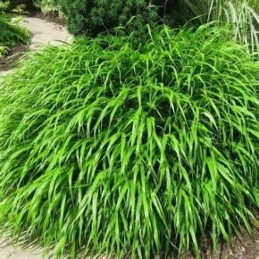 Hakonechloa smukła GREENHILLS