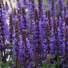 Szałwia omszona MARVEL DARK BLUE