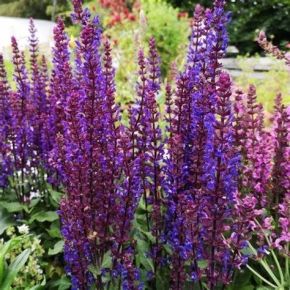 Szałwia omszona CARADONNA COMPACT