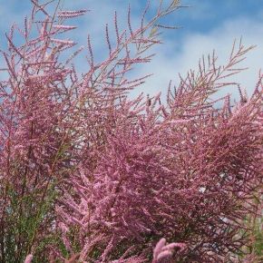 Tamaryszek pięciopręcikowy PINK CASCADE